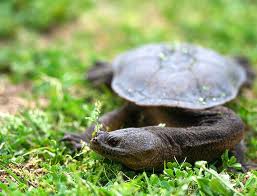 oblong turtle